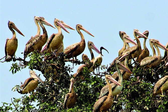 Prek Toal Birds Sanctuary and floating Village Private Day Tour - Entering Prek Toal Bird Sanctuary