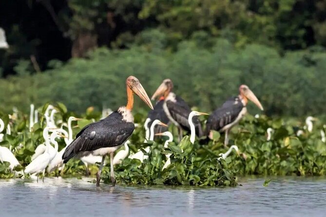 Prek Toal Birds Sanctuary and floating Village Private Day Tour - The Tonle Sap Biosphere Reserve Beyond the Bird List