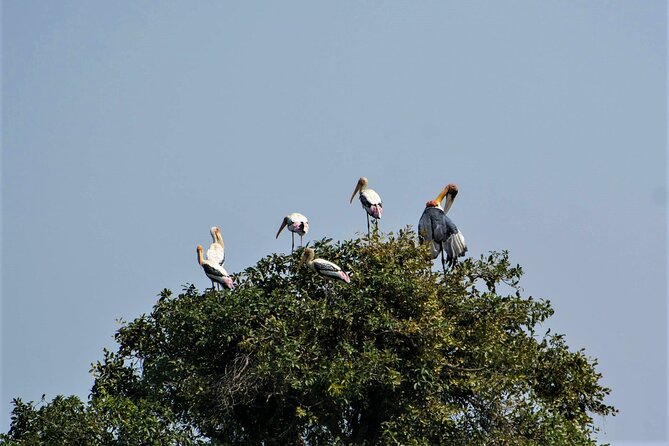 Prek Toal Birds Sanctuary and floating Village Private Day Tour - What $170.05 Per Person Really Buys