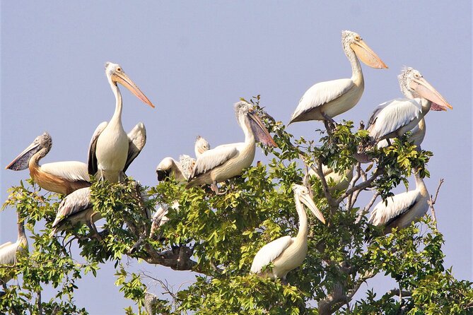 Prek Toal Birds Sanctuary and floating Village Private Day Tour - Booking, Weather, and Practical Expectations