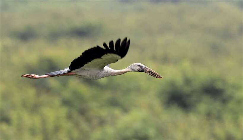 Prek Toal Birds Sanctuary & floating Village Private Tour - Key points at a glance