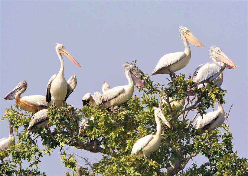 Prek Toal Birds Sanctuary & floating Village Private Tour - Leaving Siem Reap for Tonle Sap