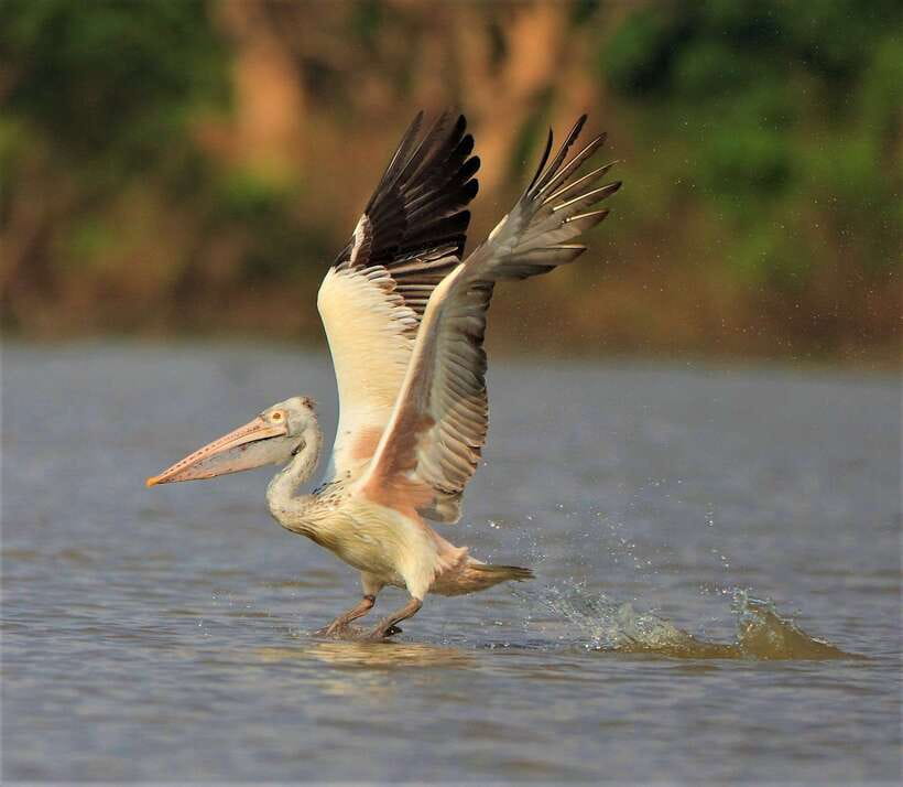 Prek Toal Birds Sanctuary & floating Village Private Tour - Why the conservation fee matters
