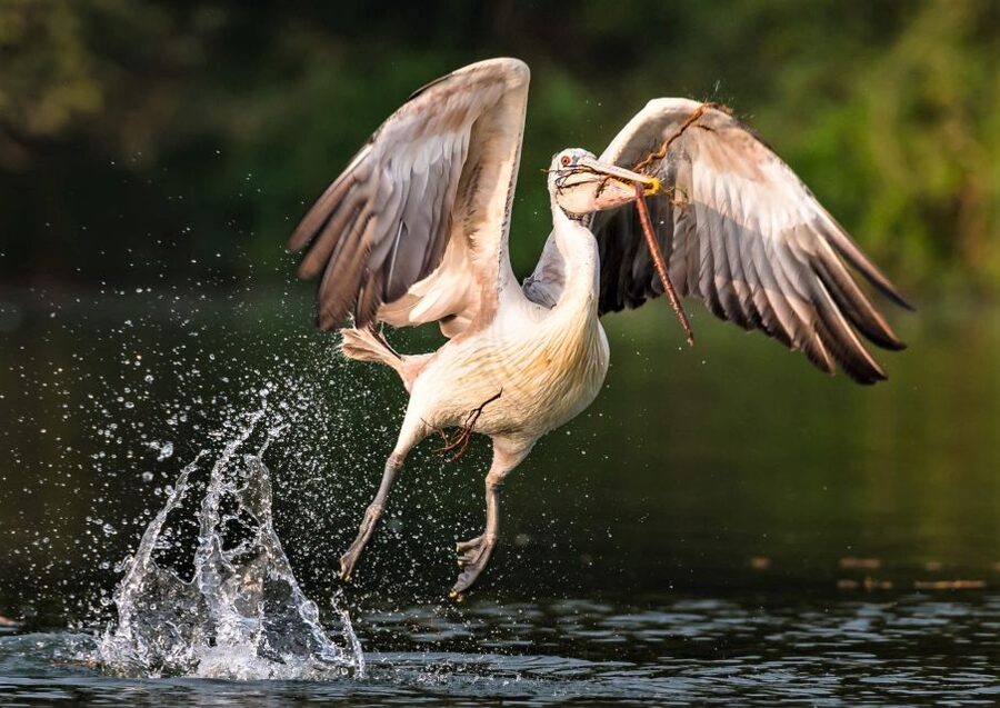 Prek Toal Birds Sanctuary & floating Village Private Tour - Lunch at Green House Prek Toal