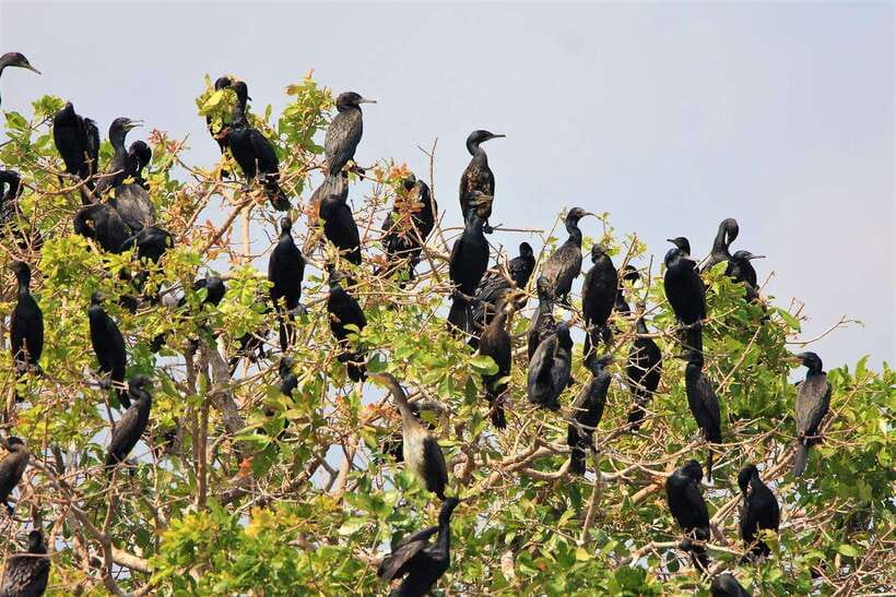 Prek Toal Birds Sanctuary & floating Village Private Tour - The ride back to Siem Reap