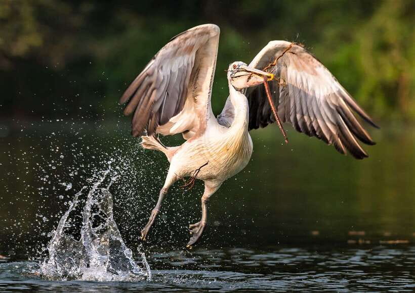 Prek Toal Birds Sanctuary & floating Village Private Tour - Floating village life on the lake