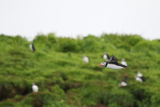 Premium Small-Group Puffin & Bird Watching tour from Reykjavík - Key points before you book