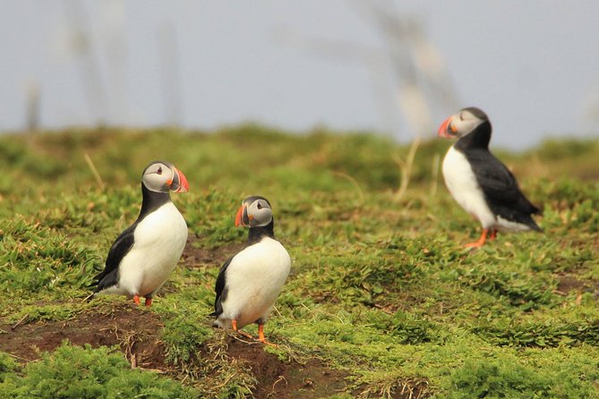 Premium Small-Group Puffin & Bird Watching tour from Reykjavík - Leaving Reykjavík’s Old Harbour