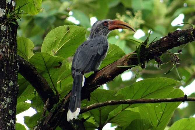 Private 3-Day Dandeli Birding Tour from Hubli - Why Dandeli works well for a short birding trip