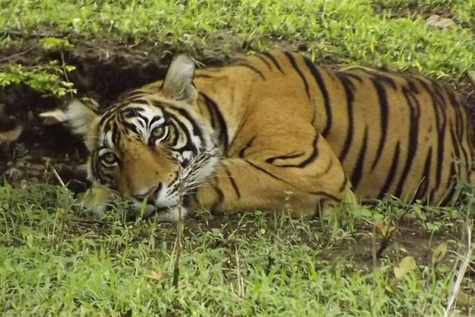 Private 4-Day Wildlife & Taj Mahal Tour from Jaipur to Delhi - Who should book this route