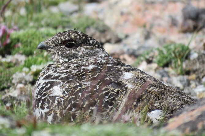 Private Birding Hike in Rocky Mountain National Park - Lunch, snacks, and the rhythm of the day