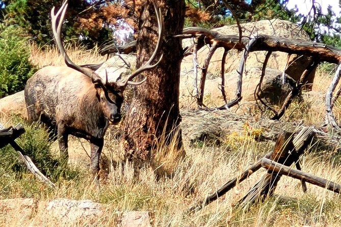 Private Birding Hike in Rocky Mountain National Park - What the $700 price really means