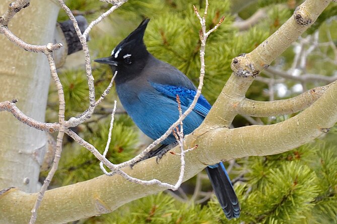 Private Birding Hike in Rocky Mountain National Park - Who will enjoy this most