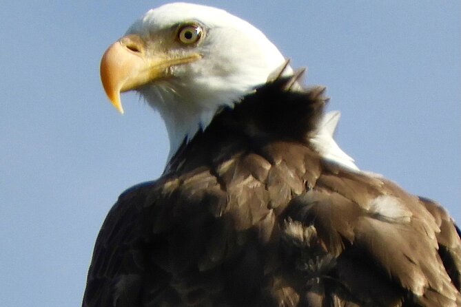 Private Birding Hike in Rocky Mountain National Park - What you might see in Rocky Mountain National Park