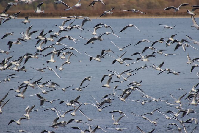 Private Birding Tour in Albania - What the Guiding Adds to Your Bird List