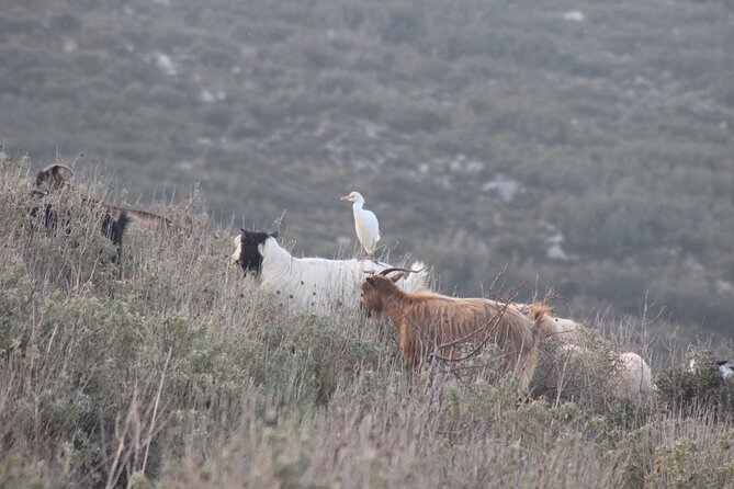 Private Birding Tour in Albania - Five Days Gives You Room for Weather and Timing