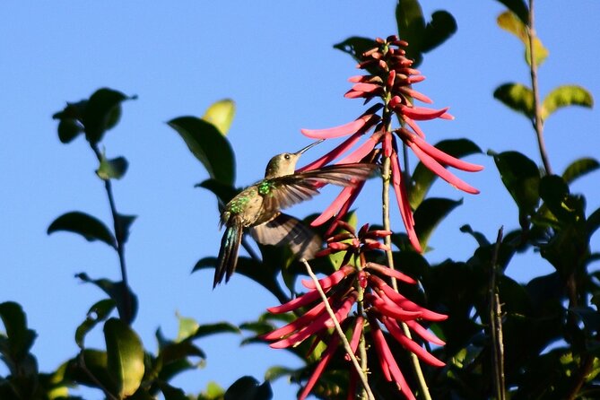 Private Birdwatching Tour in Sian Ka'an Muyil - The optional Sian Ka’an boat and float