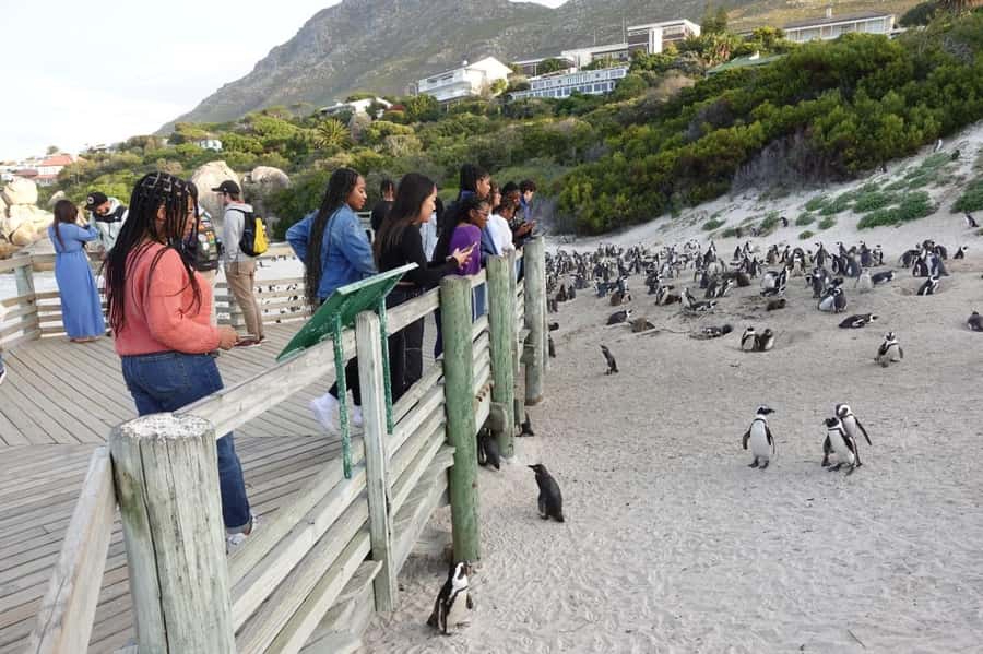 Private Cape of Good Hope and Penguins Full-Day Tour - Pickup across Cape Town’s central neighborhoods