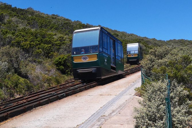 Private Cape of Good Hope and Penguins tour from Stellenbosch. - Kirstenbosch adds plants and a slower pace