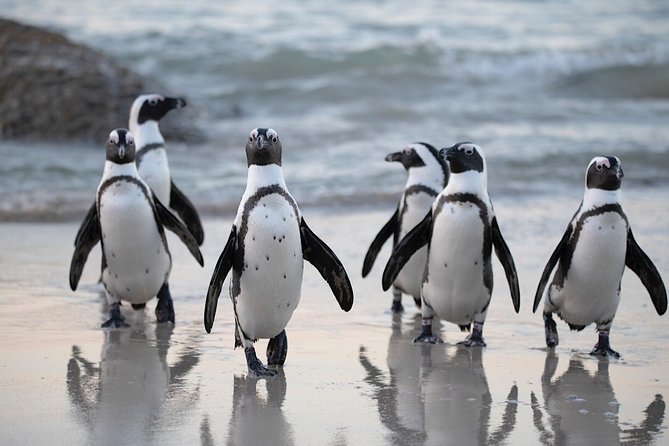 Private Cape of Good Hope and Penguins Tour with Luxury Mercedes or BMW Vehicle - Simon’s Town and the story of Just Nuisance