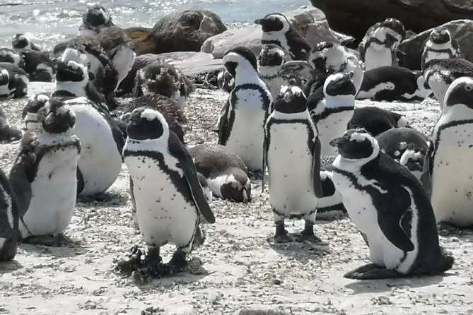 Private Cape of Good Hope Cape Point Penguin Kirstenbosch Tour. - Cape of Good Hope and Cape Point
