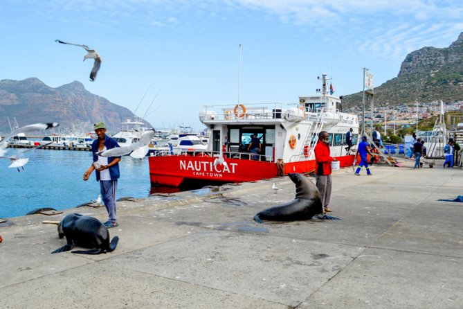 Private Cape of Good Hope Sightseeing and African Penguin Tour - Chapman’s Peak Drive is the scenic centerpiece