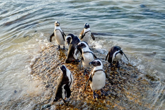Private Cape of Good Hope Sightseeing and African Penguin Tour - Hout Bay leaves room for seals, coffee and browsing