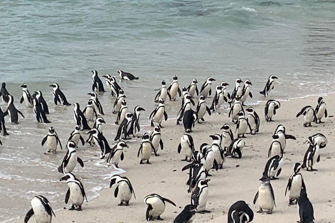 Private Cape Peninsula Tour, With Close Range Penguin Encounter From Cape Town. - A full Cape Peninsula day without a fixed group schedule