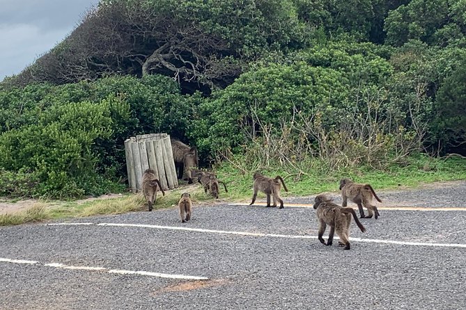 Private Cape Peninsula Tour, With Close Range Penguin Encounter From Cape Town. - Fish Hoek and St. James finish the coastal loop