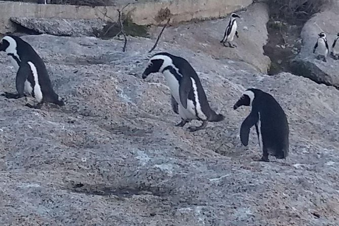 Private Cape Point Penguins Tour-Exploring the Cape Peninsula F/D - Simon’s Town adds a human story