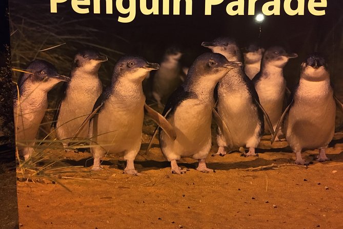 Private custom Penguin Tour with Premium Penguin Tickets - Key points to know before booking