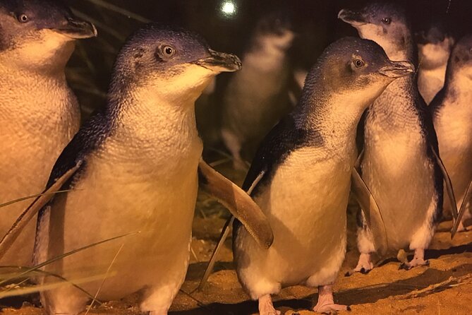 Private custom Penguin Tour with Premium Penguin Tickets - The Nobbies Centre and the western tip