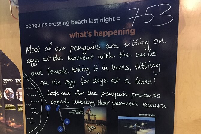Private custom Penguin Tour with Premium Penguin Tickets - What the private format changes