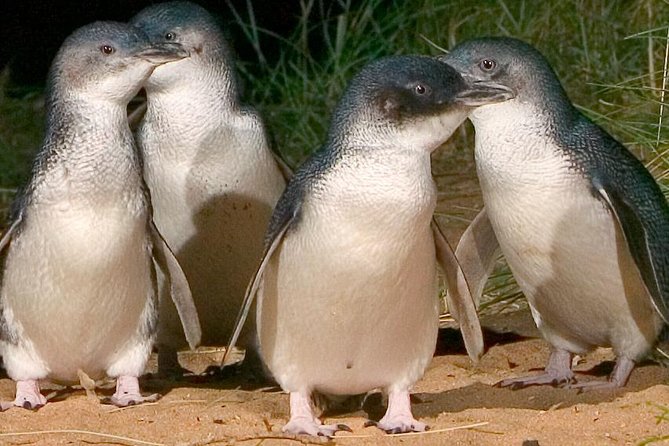 Private custom Tour of Phillip Island With Penguin Parade - Key points at a glance