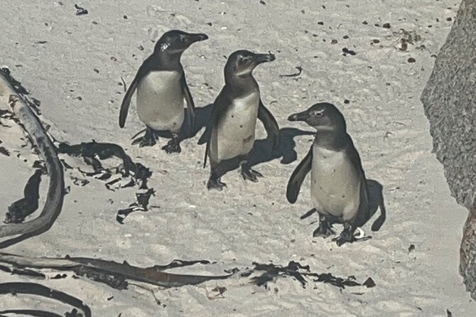 Private/Customised Cape Peninsula and Penguin Colony Tour - Lunch and local atmosphere in Kalk Bay