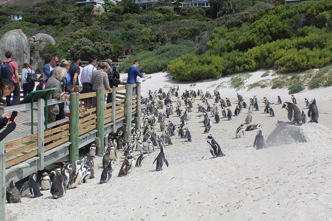 Private Day Tour to Cape of Good Hope Penguins Inc Entry Tickets from Cape Town - Cape Point, the lighthouse, and the freshest-air claim