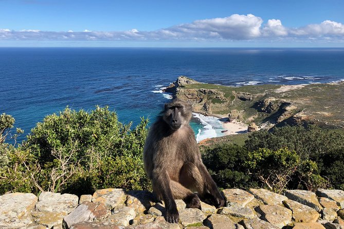 Private Day Tour to Cape Point , Penguins, Wine or Beer Tasting - Cape of Good Hope adds wildlife and open sea