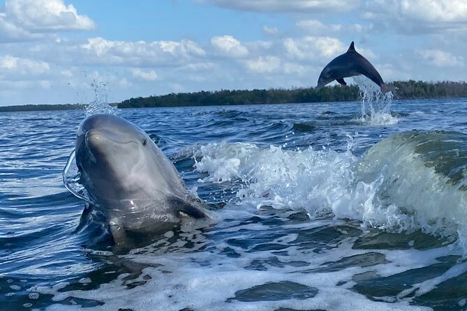 Private Everglades 10,000 Islands Photo and Birding Boat Safari - Birds, dolphins, and the sounds of open water