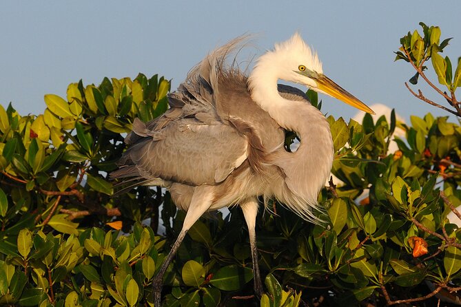 Private Everglades 10,000 Islands Photo and Birding Boat Safari - What the two and a half hours actually give you