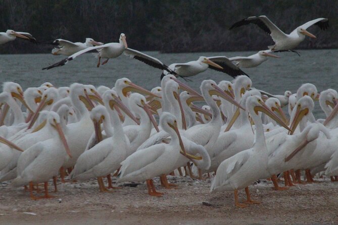 Private Everglades 10,000 Islands Photo and Birding Boat Safari - Is $549.95 a good value for two people?