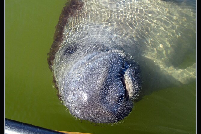 Private Everglades 10,000 Islands Photo and Birding Boat Safari - Practical details that affect your day