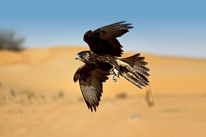 Private Falconry Experience and Nature Desert Safari in Dubai - The 5:30 a.m. pickup and private Defender