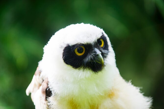 Private Family Bird of Prey Experience in Carlisle - Why the Private Group Format Helps