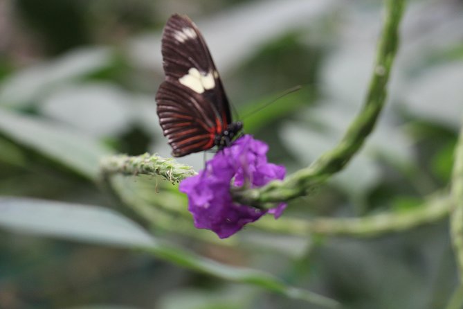 Private Full-Day Mindo Cloud Forest,Butterfly Farm, Chocolate Tour bird watching - From Quito’s Andes to Mindo’s cloud forest