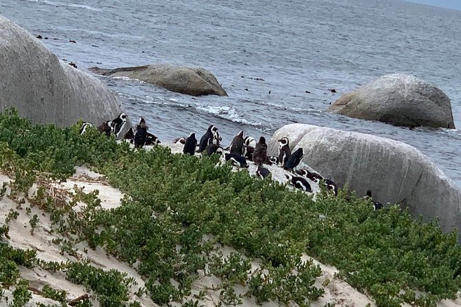 Private Full Day Tour To Cape Point, Penguins With Table Mountain. - One day from Bo-Kaap to the Cape Peninsula