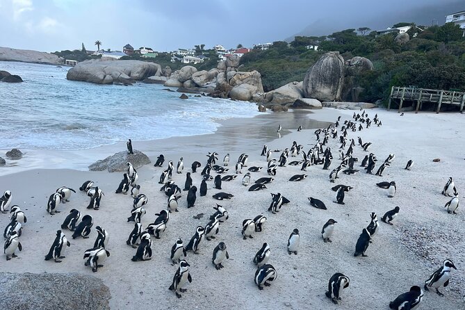 Private Guided Tour to Cape of Good Hope and Penguins Colony - A private route around Cape Town’s peninsula