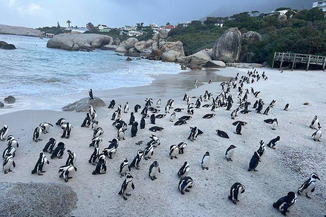 Private Guided Tour to Table Mountain and Cape Point with Penguin - A Short Pause at Noordhoek Farm Village