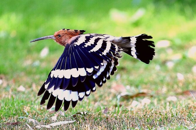 Private Half-Day Bird Watching Tour in Aswan - Birding among trees, gardens, and riverbanks