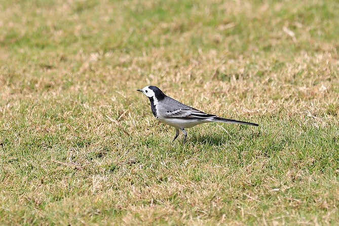 Private Half-Day Bird Watching Tour in Aswan - The plant life adds another layer