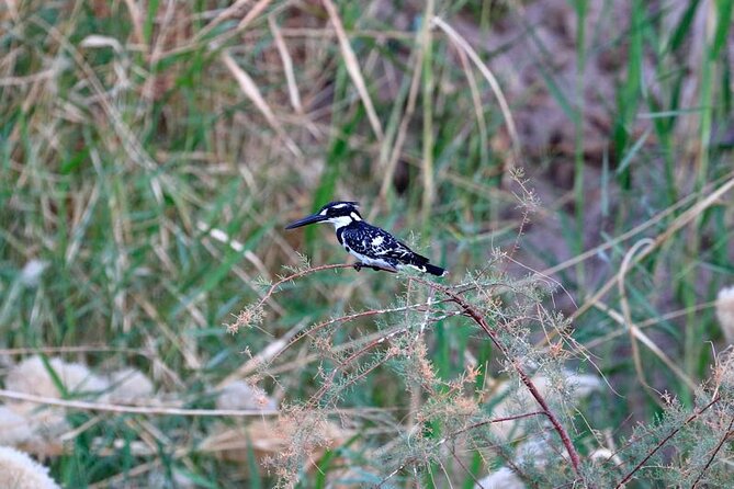 Private Half-Day Bird Watching Tour in Aswan - What makes the private format worthwhile